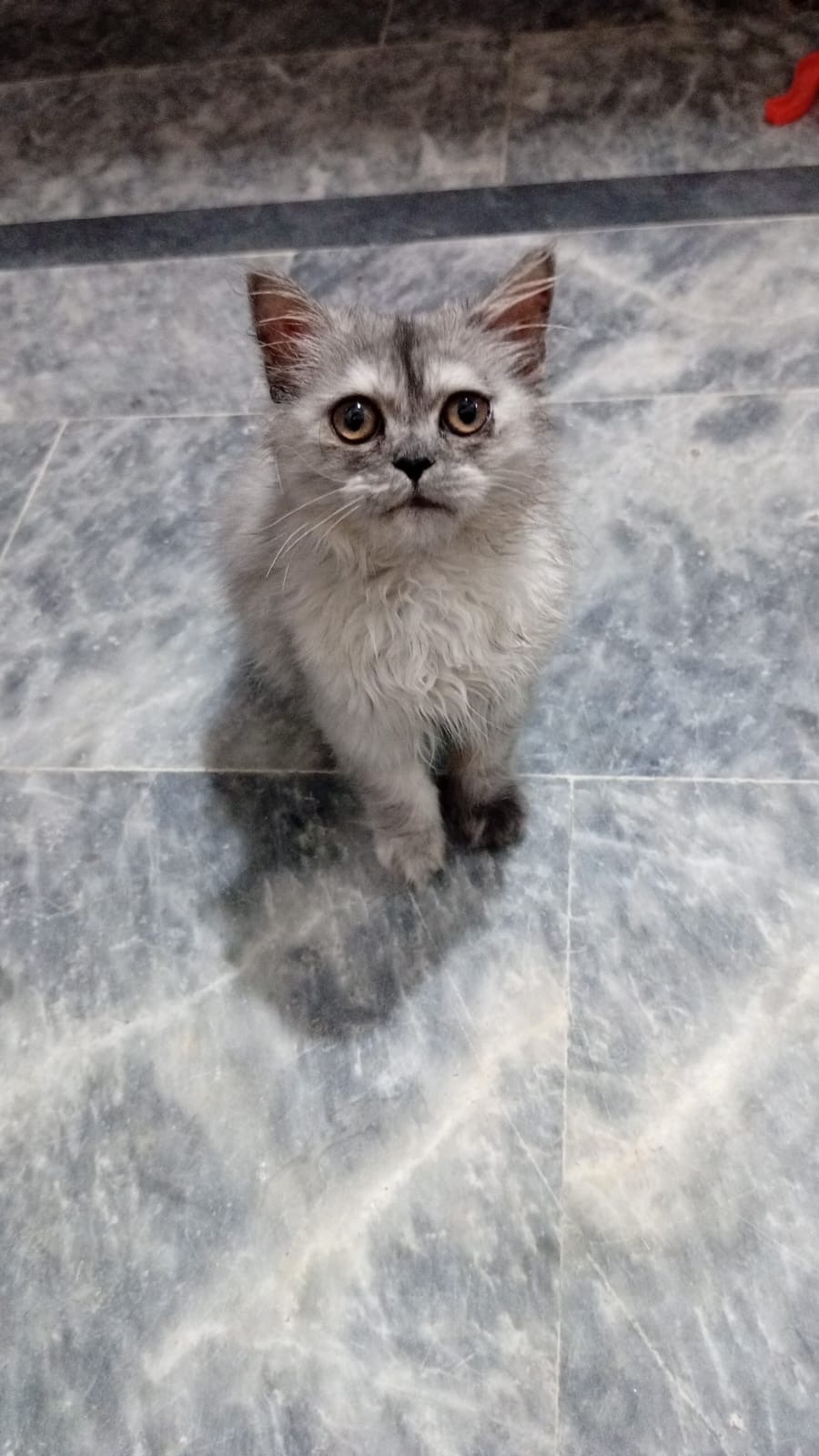 Persian Cat Long Coat