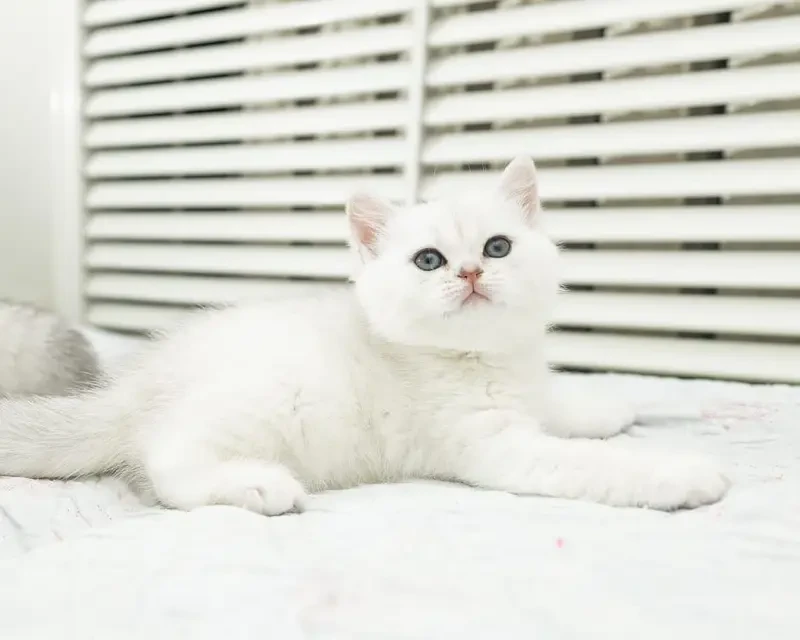 Looking for British Shorthair kitten