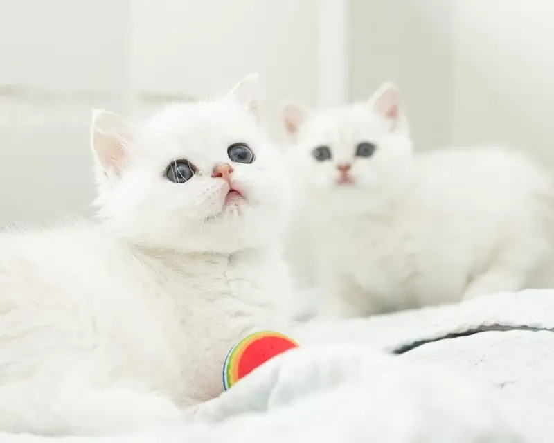 Looking for British Shorthair kitten