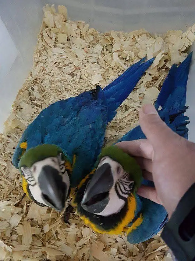 BLUE,YELLOW AND RED MACAW PARROT CHICKS