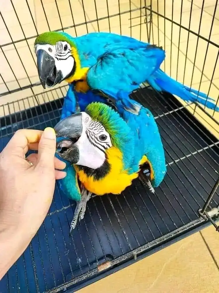 BLUE,YELLOW AND RED MACAW PARROT CHICKS