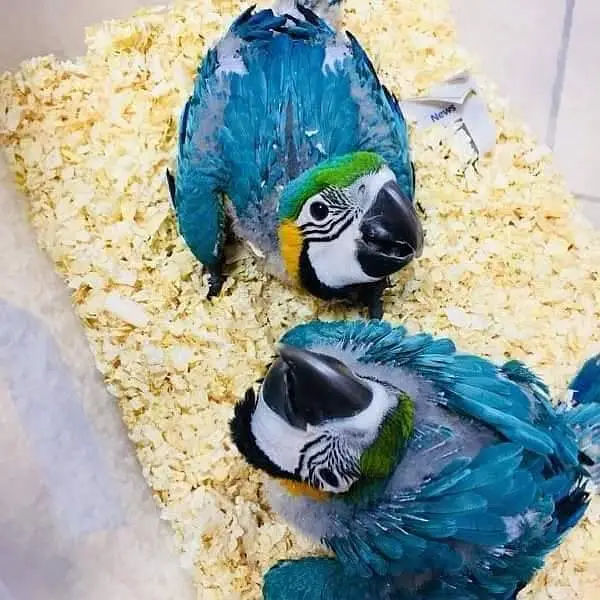 BLUE,YELLOW AND RED MACAW PARROT CHICKS