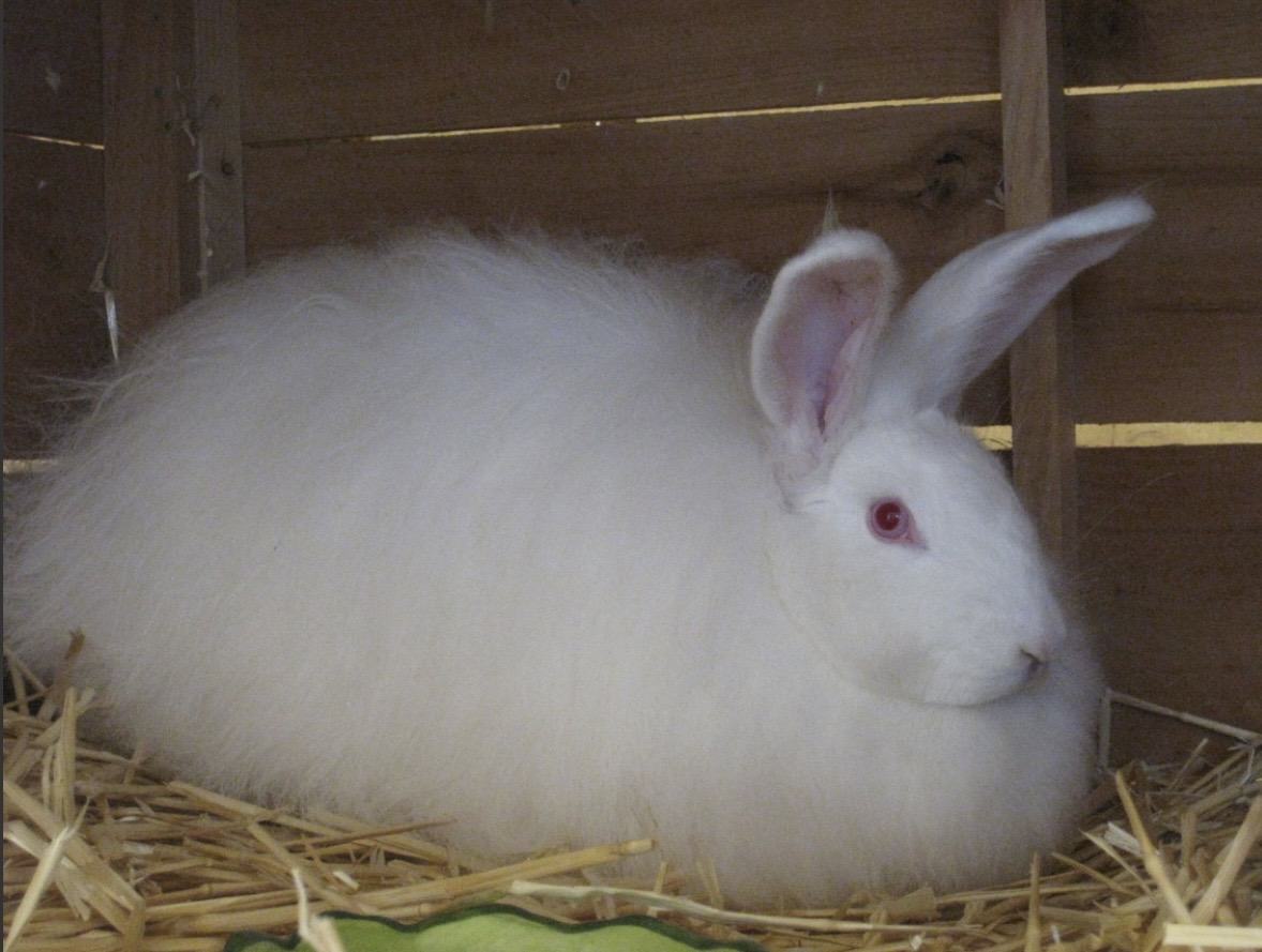 English angora rabbit