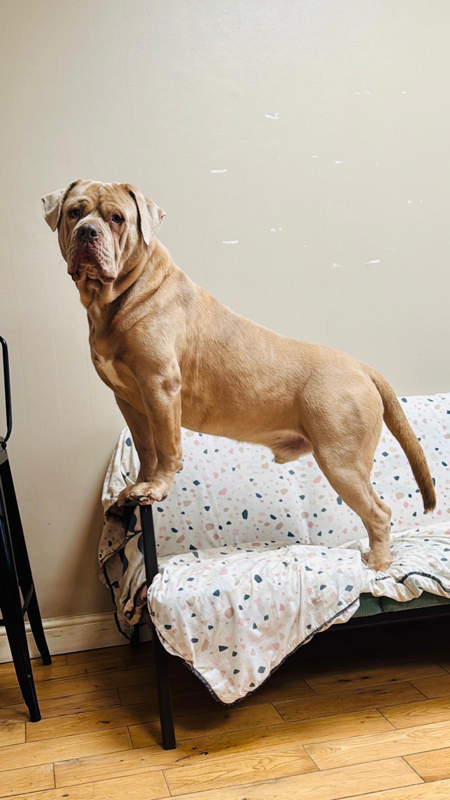 American mastiff