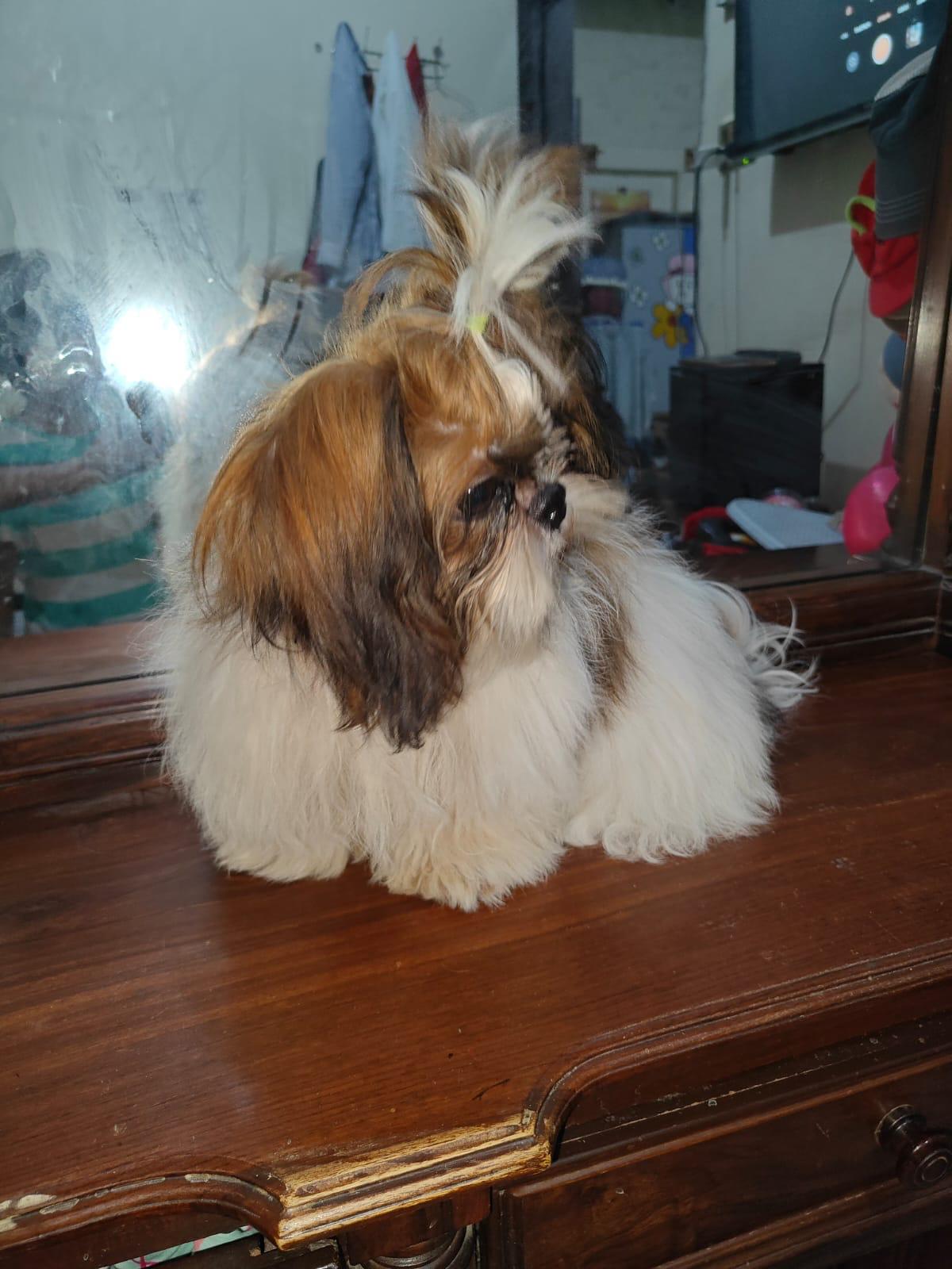 Shih tzu