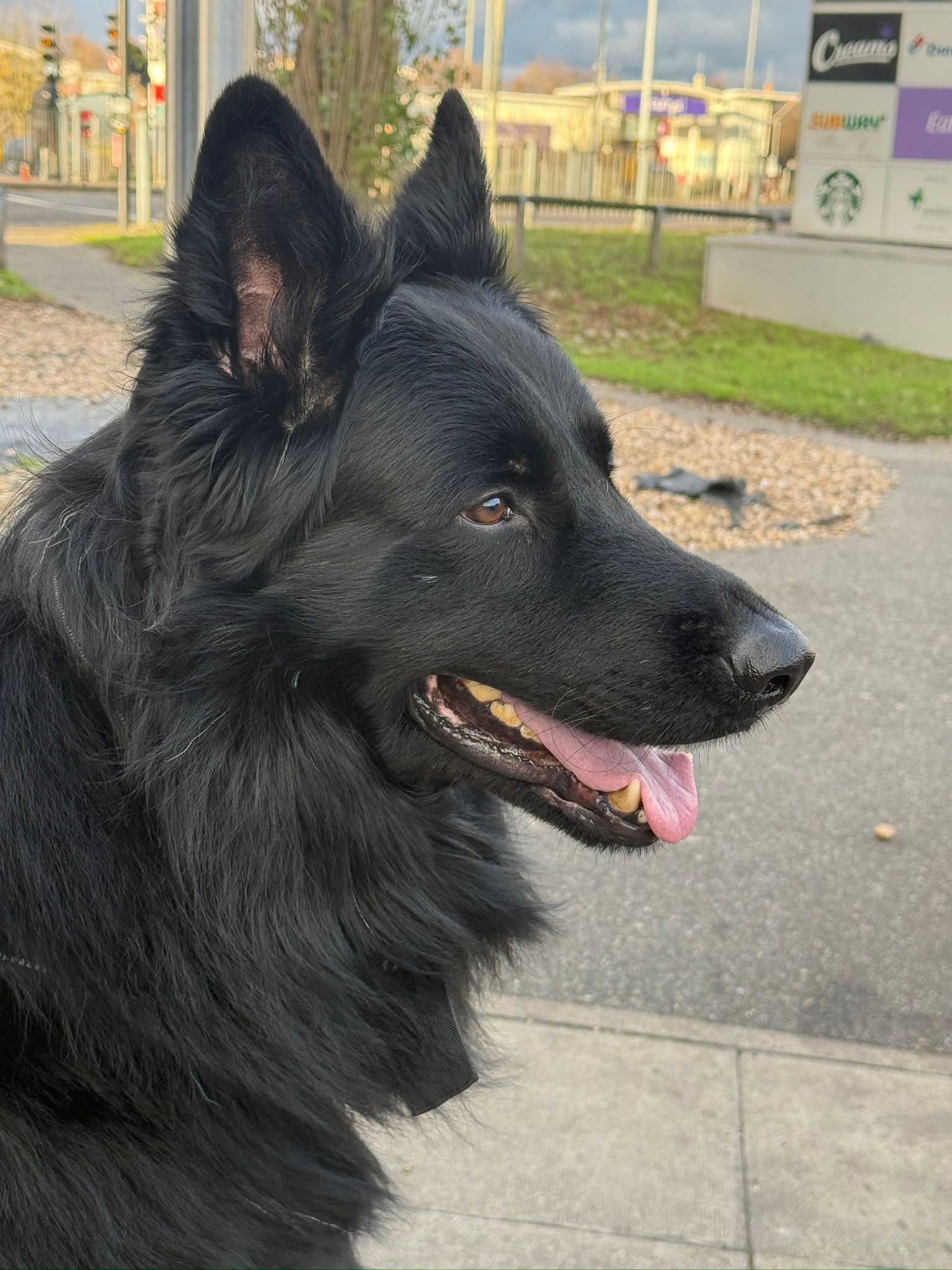 Black german shepherd