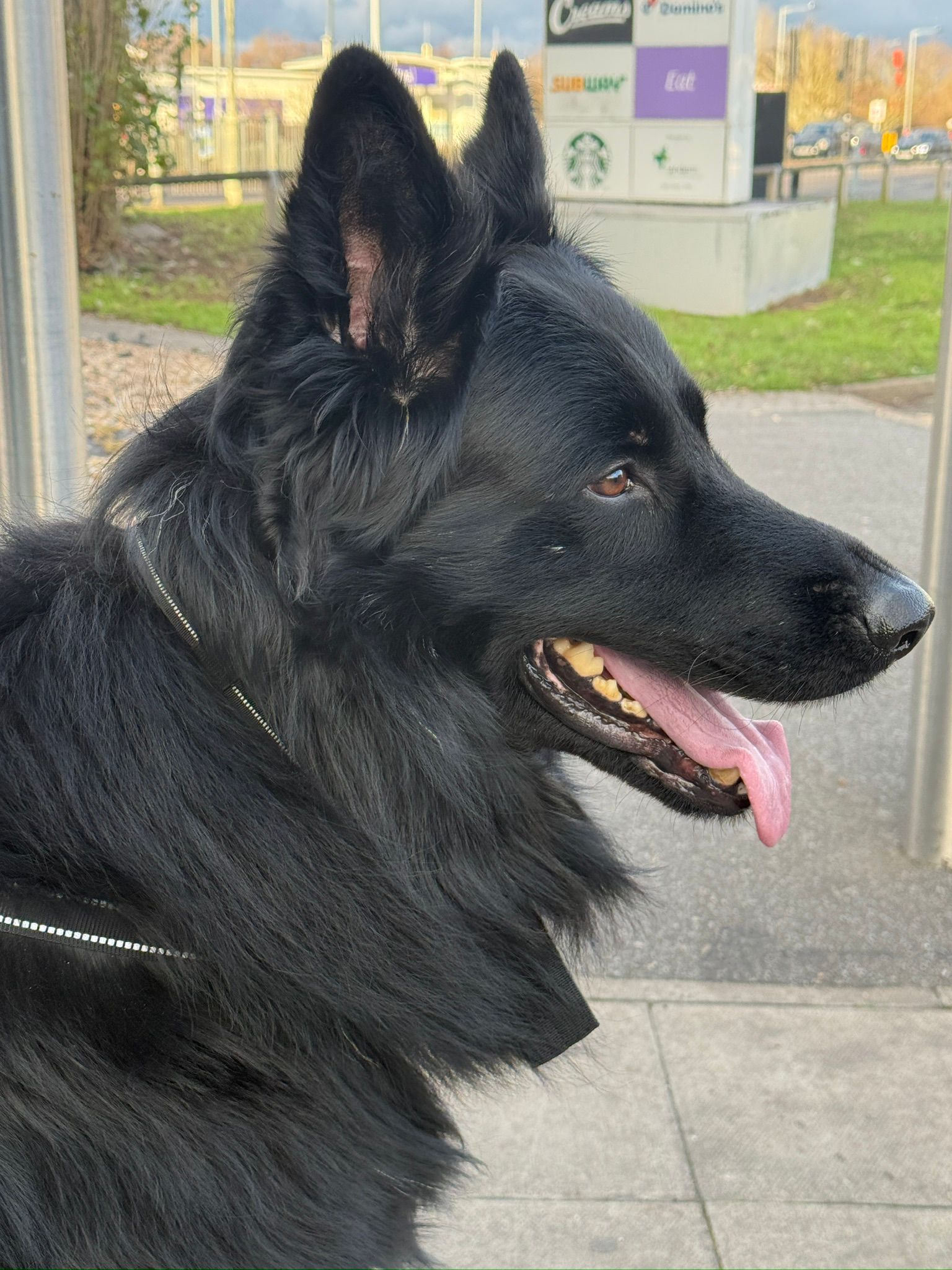 Black german shepherd