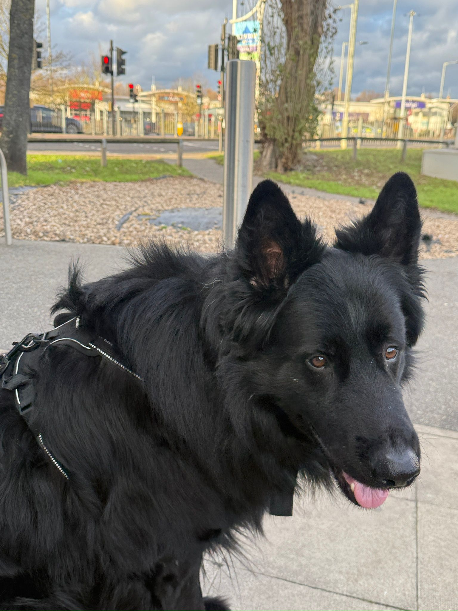 Black german shepherd
