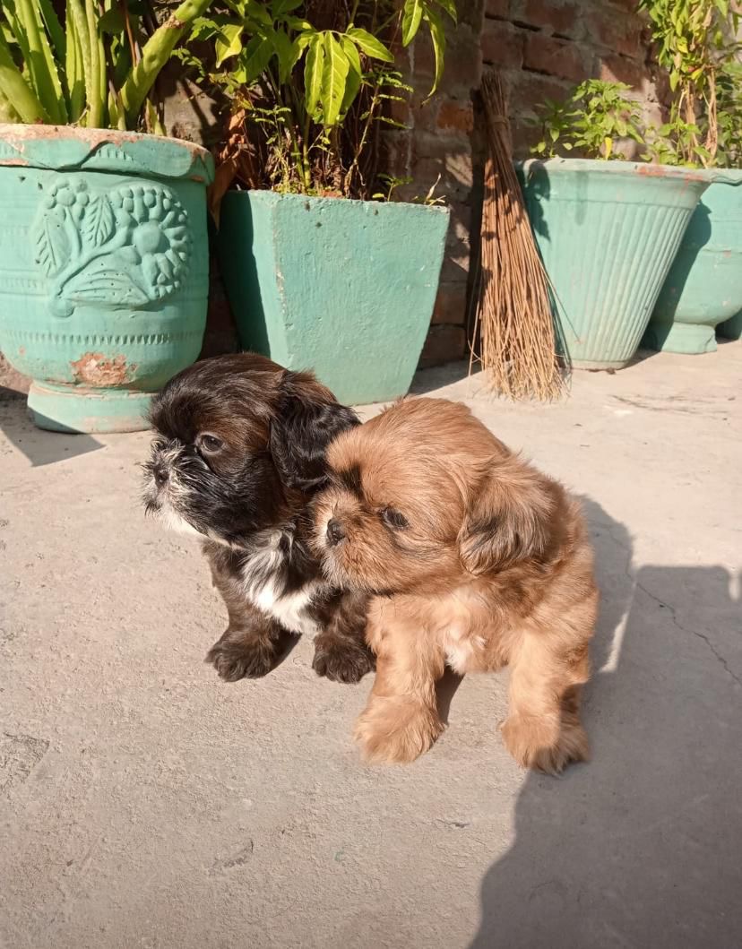 Shih tzu pair
