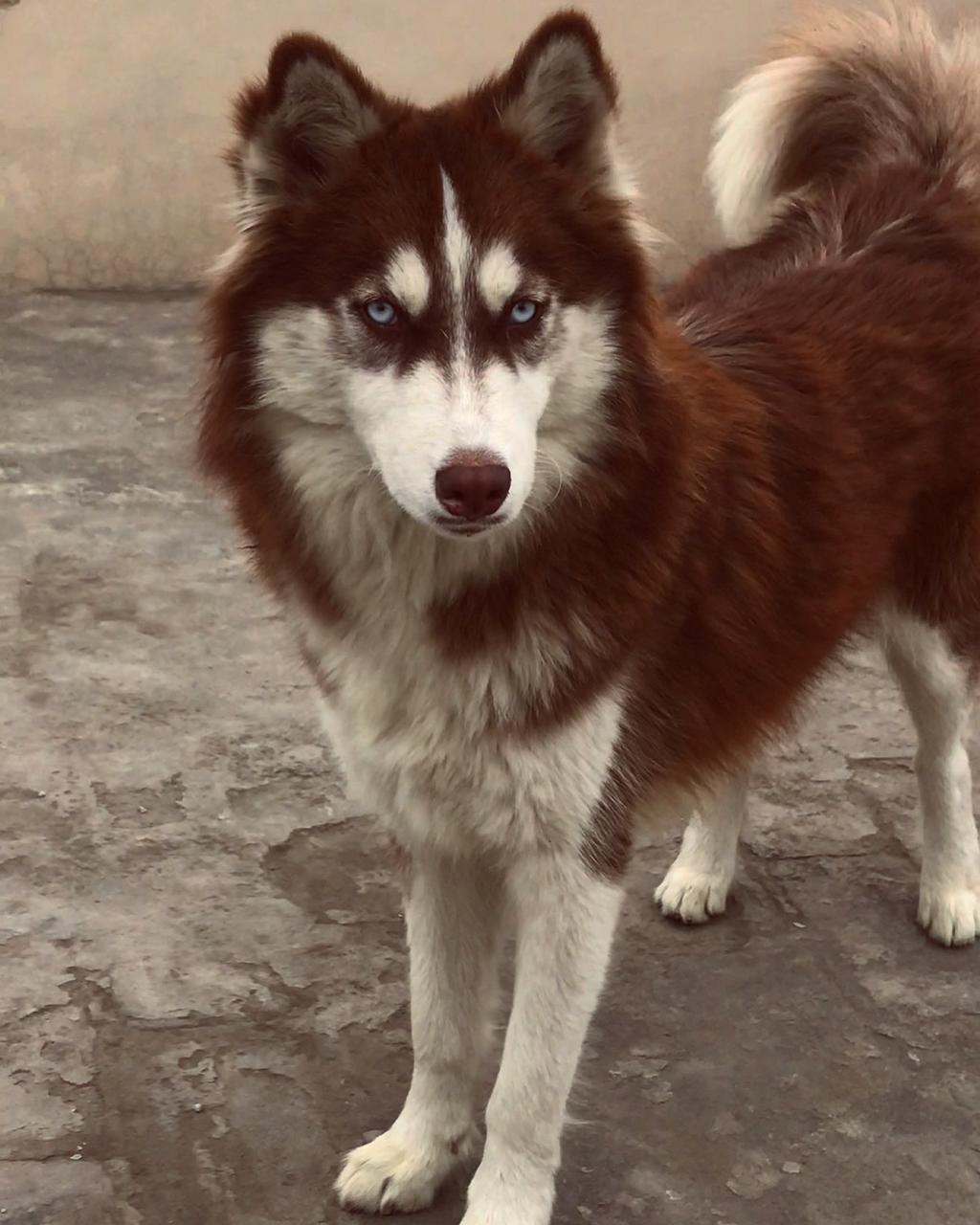 Husky