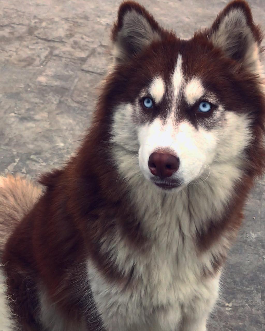 Husky