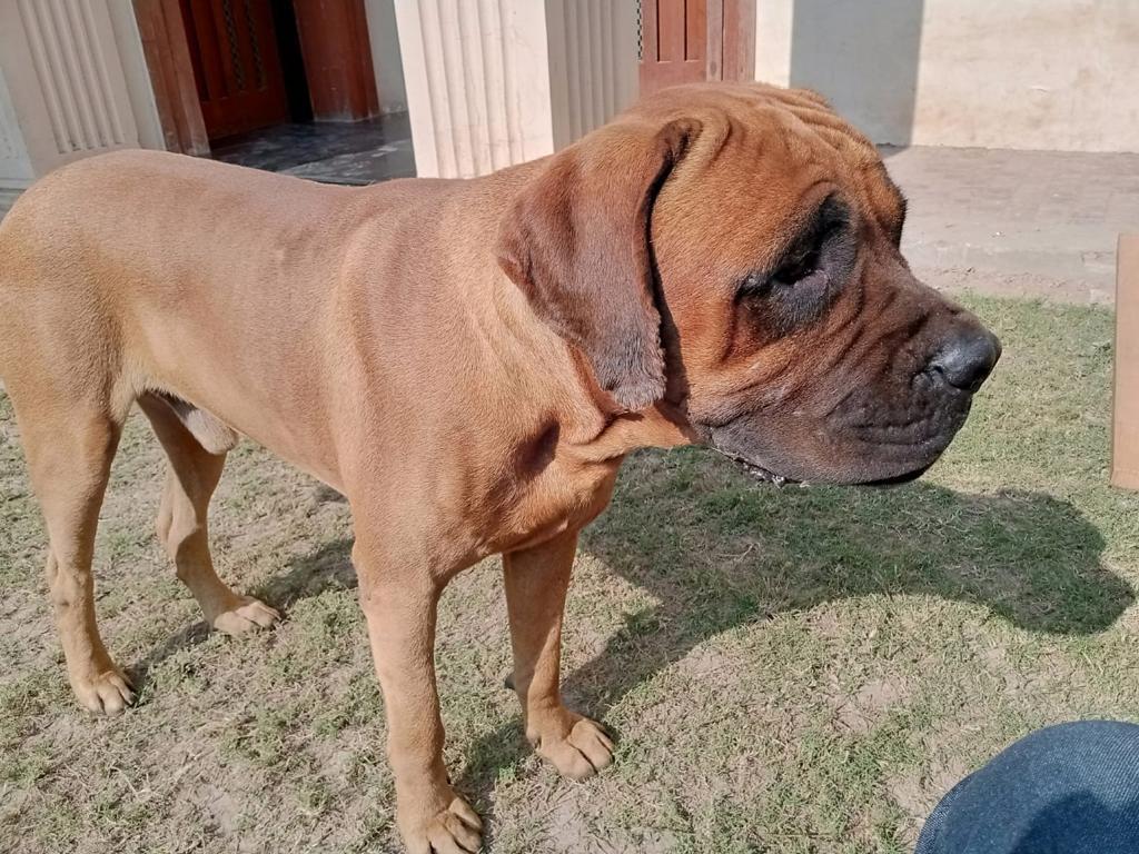 American mastiff