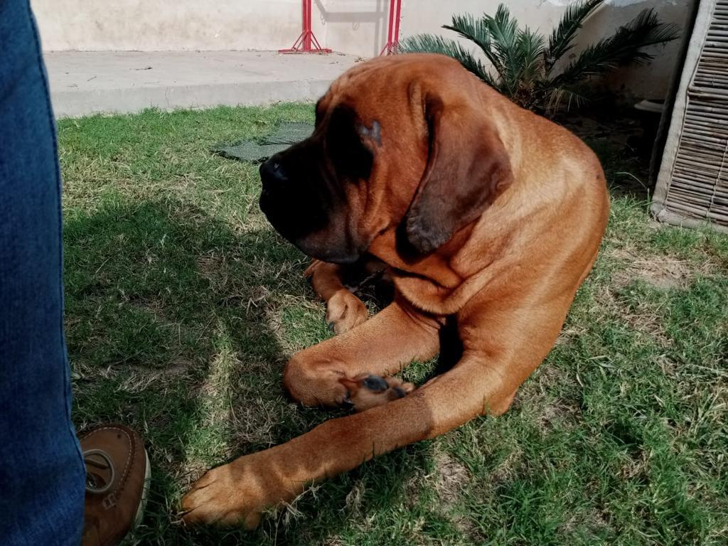 American mastiff