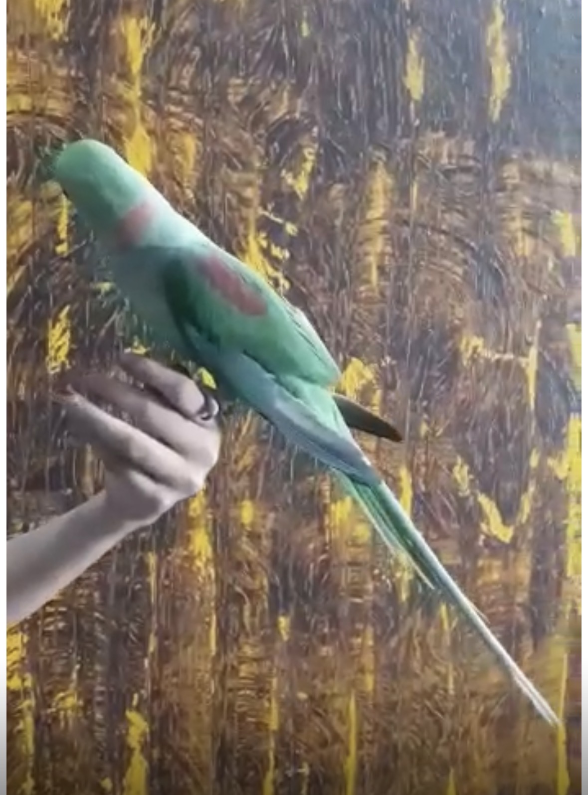 Alexandriene parakeet