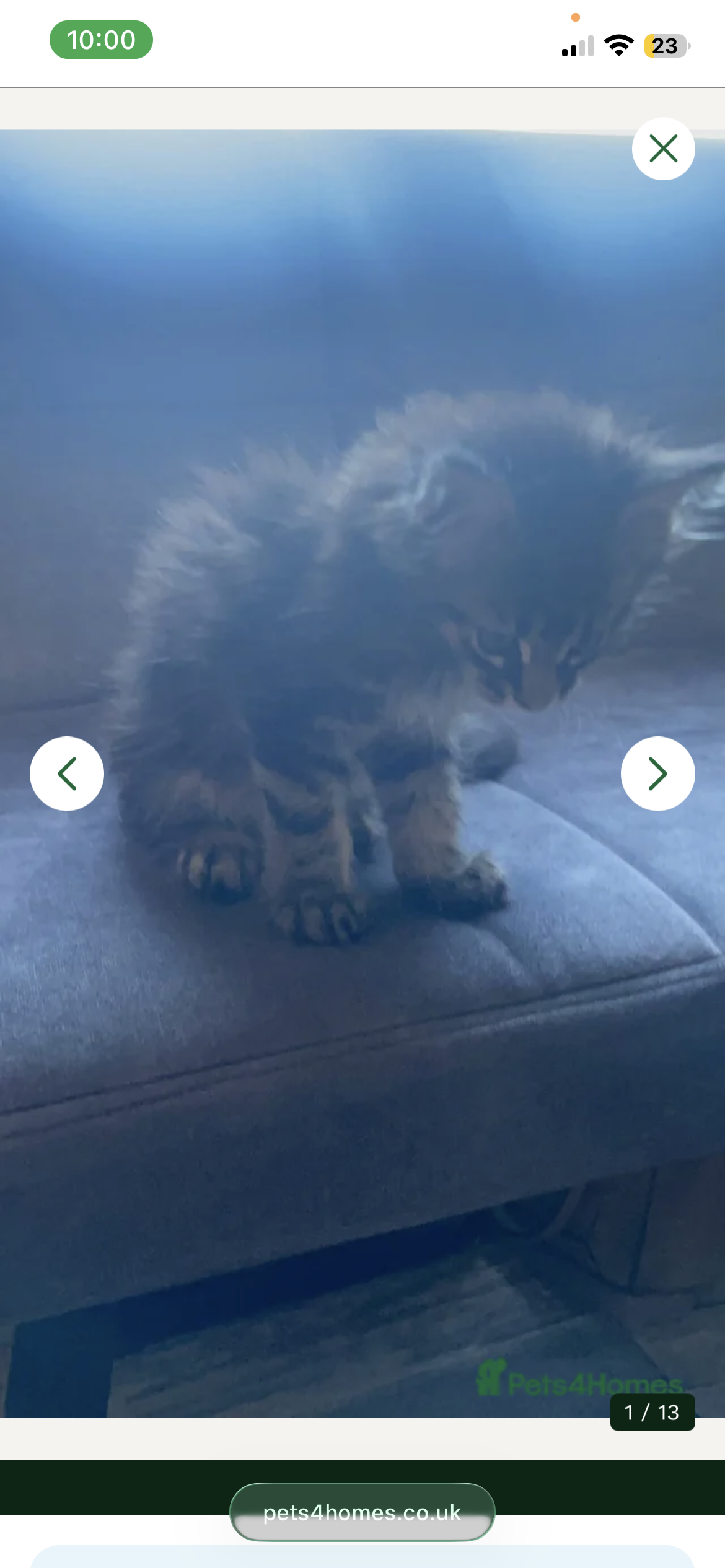 Registered Maine Coon