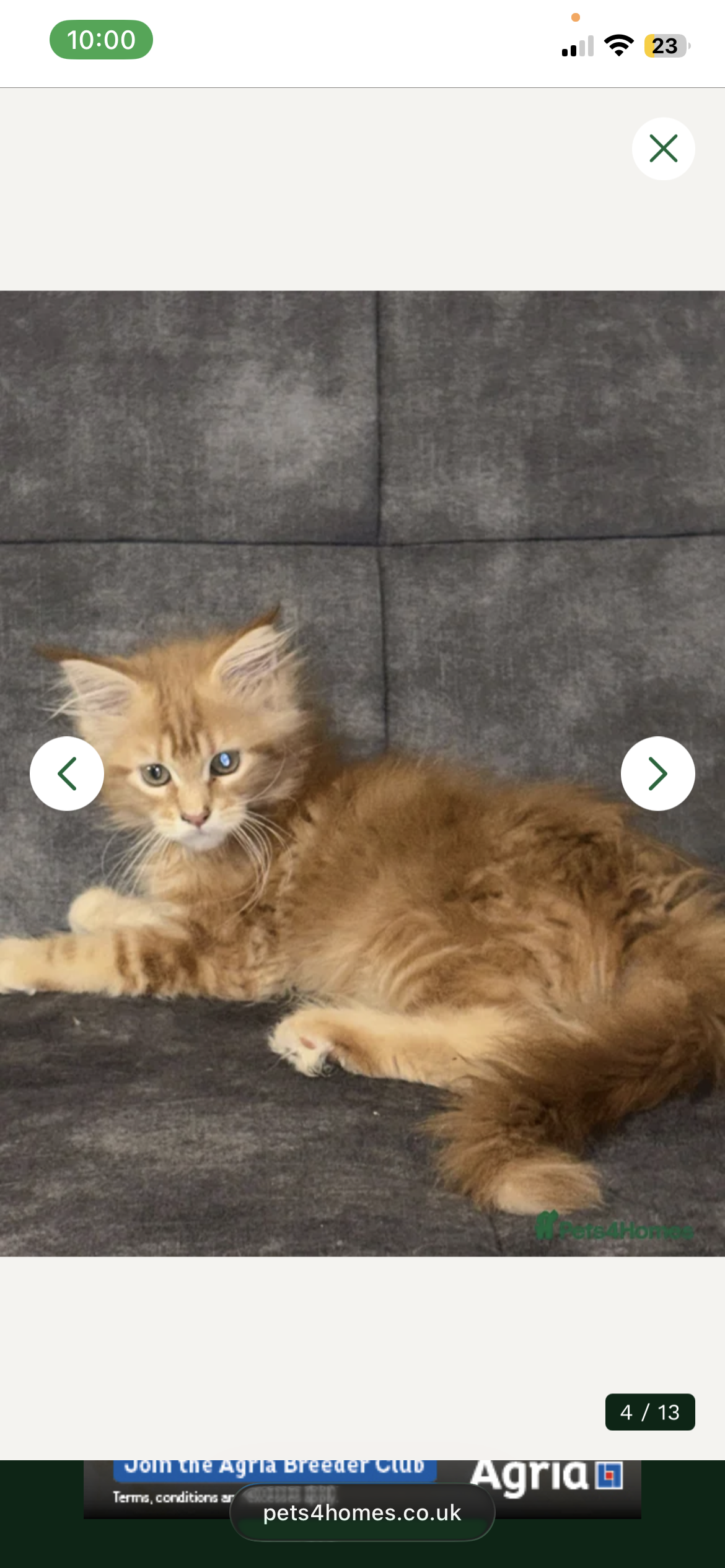 Registered Maine Coon