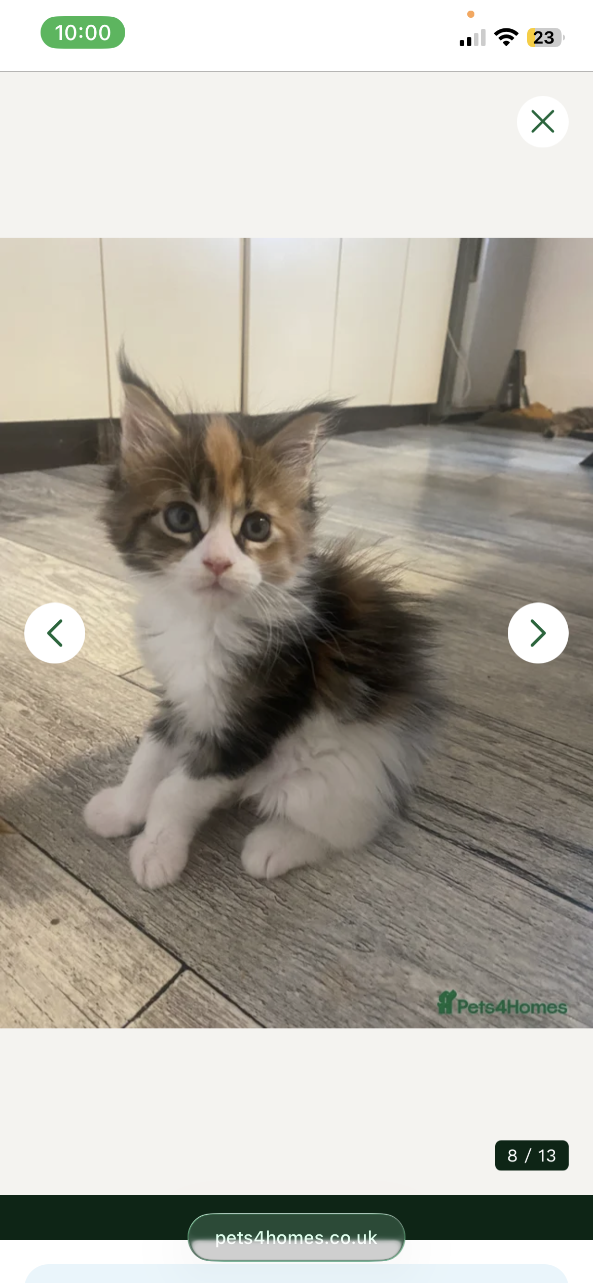 Registered Maine Coon