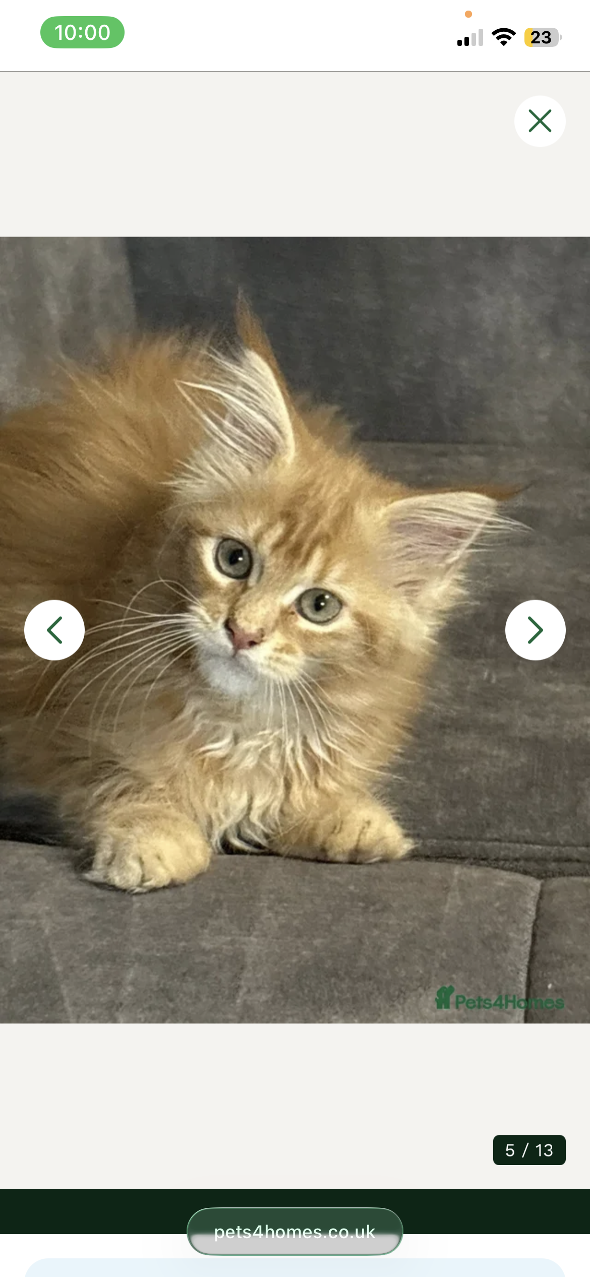 Registered Maine Coon