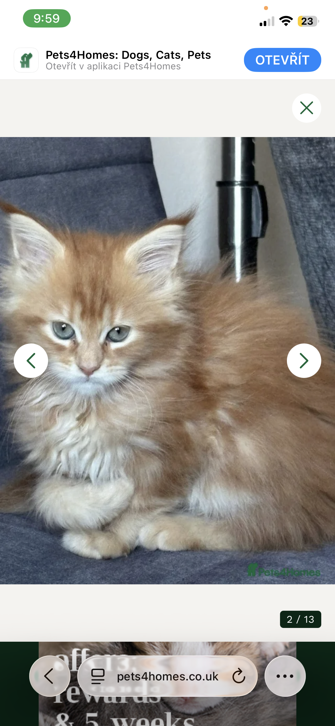 Registered Maine Coon