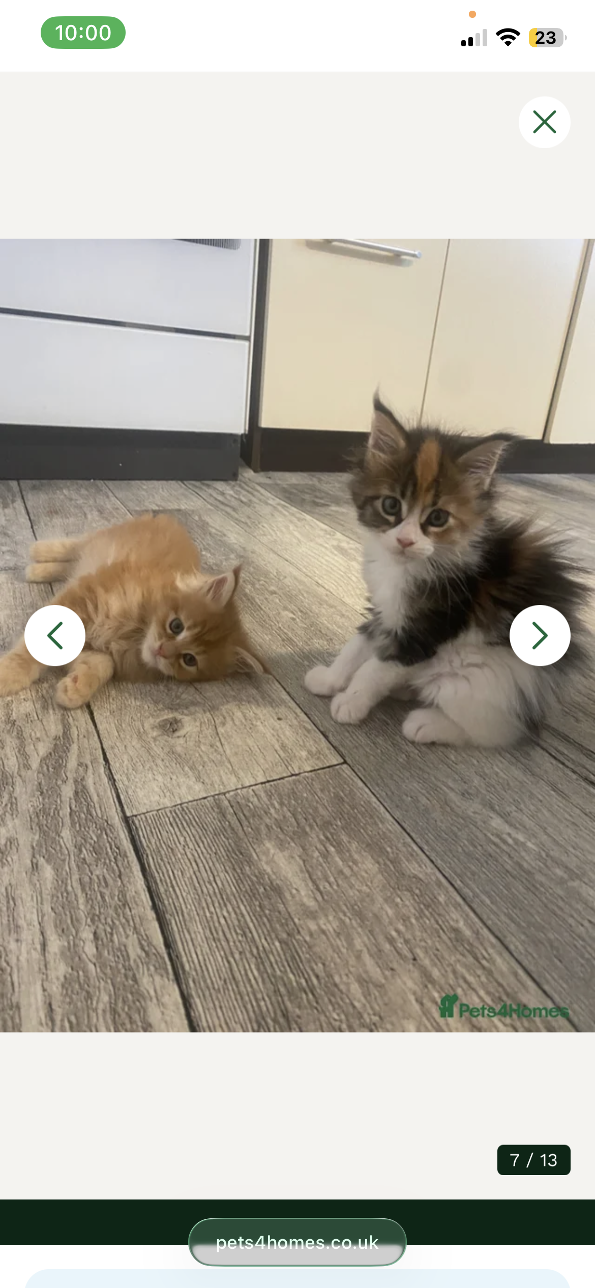 Registered Maine Coon