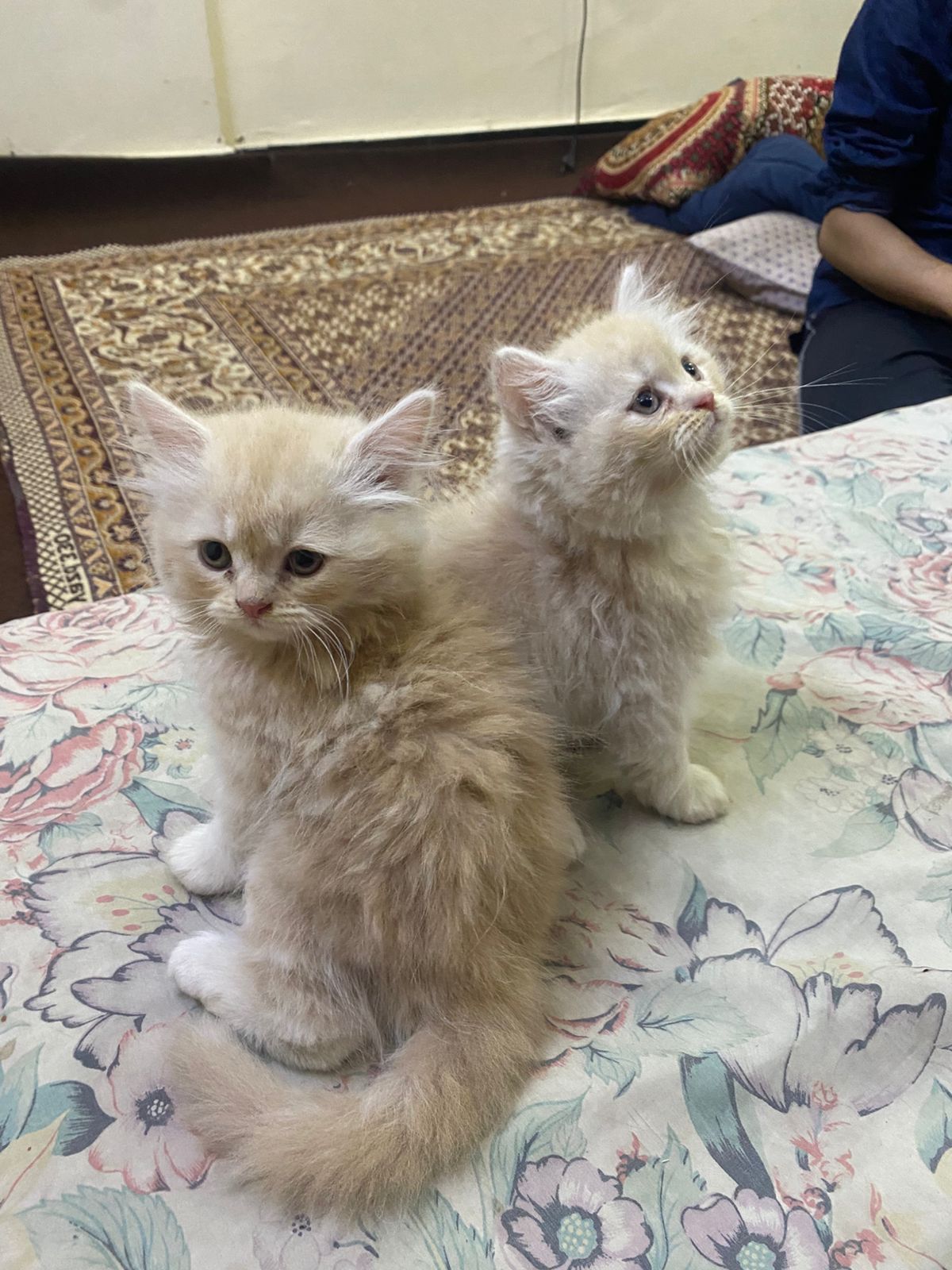 Healthy and active cats for sale