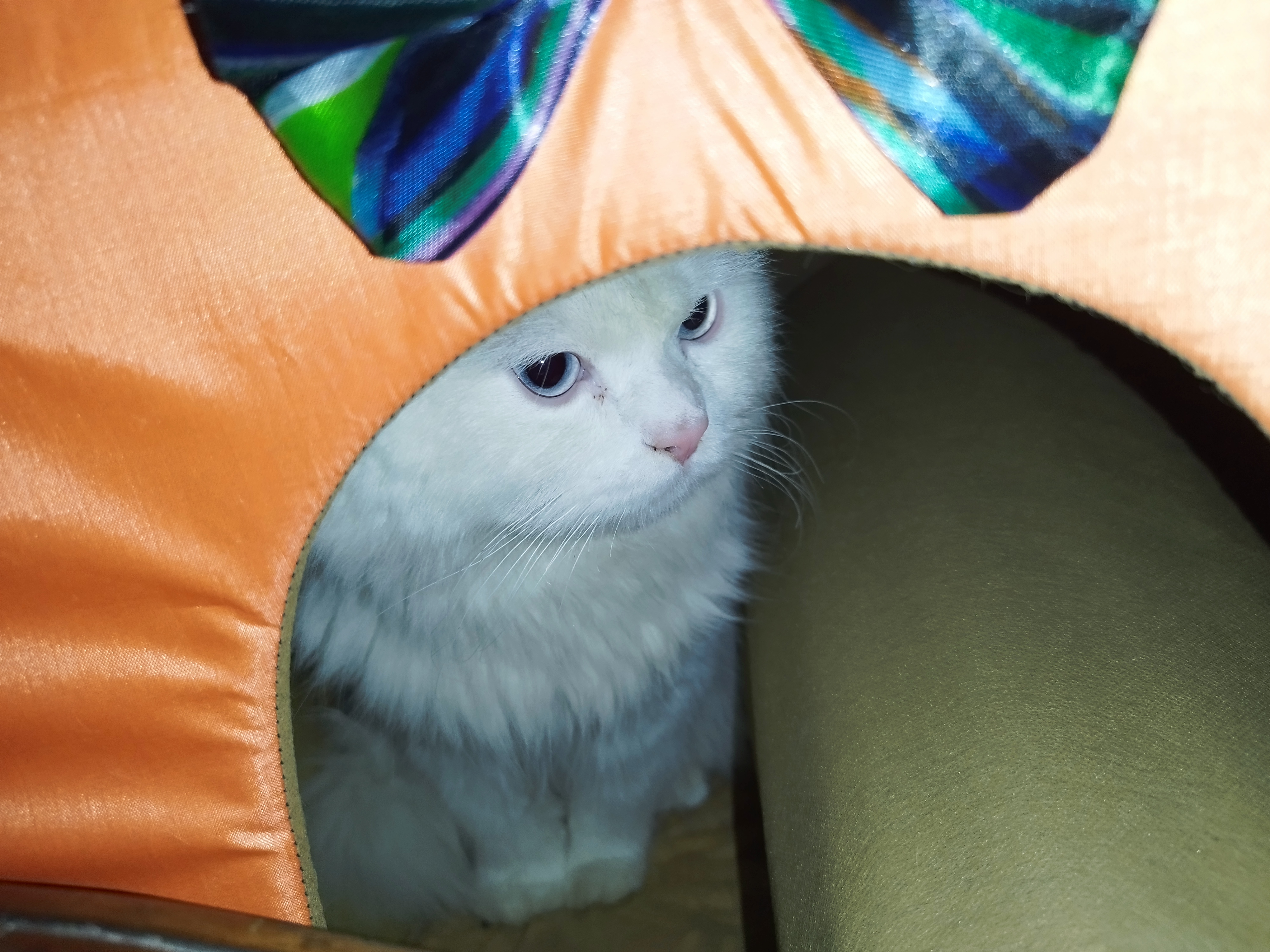 Persian kitten for sale