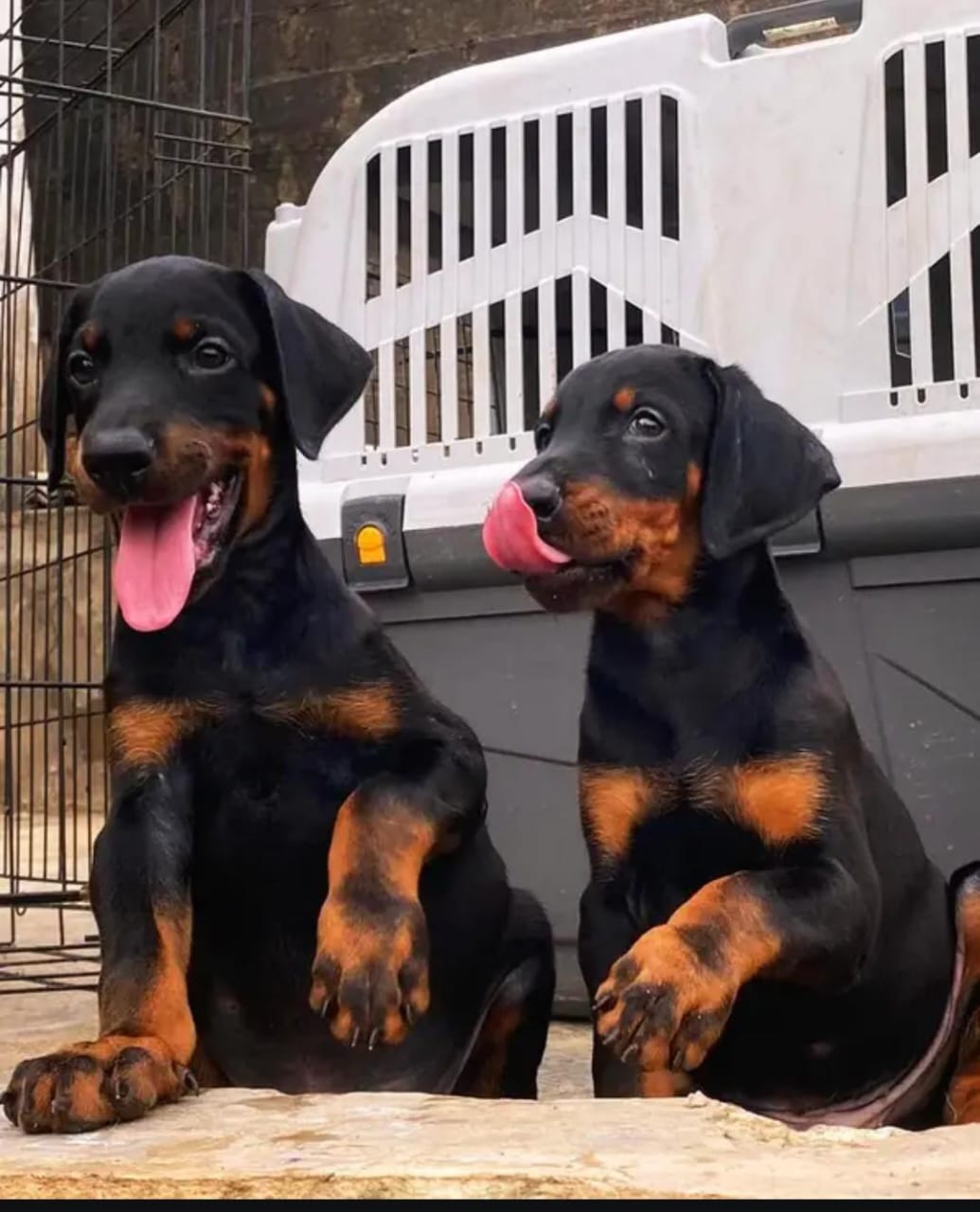 Amazing Dobermen Pair Available For Sale