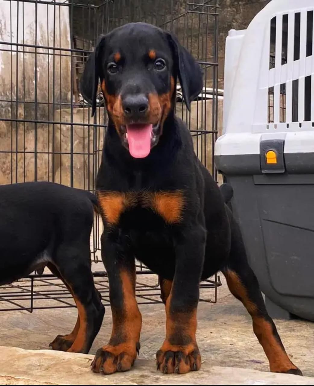 Amazing Dobermen Pair Available For Sale