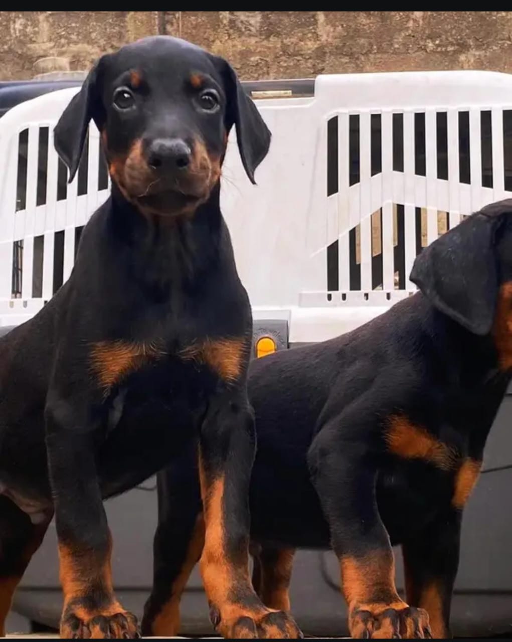 Amazing Dobermen Pair Available For Sale