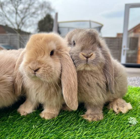 French Loop Rabbits for sale