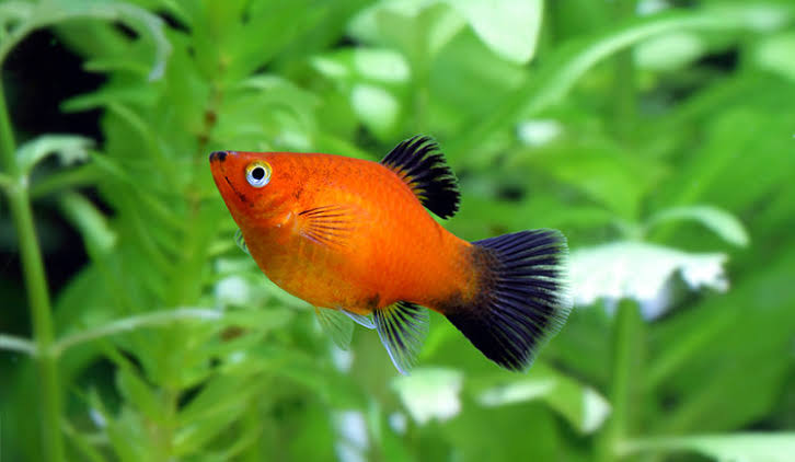 Platy Fish