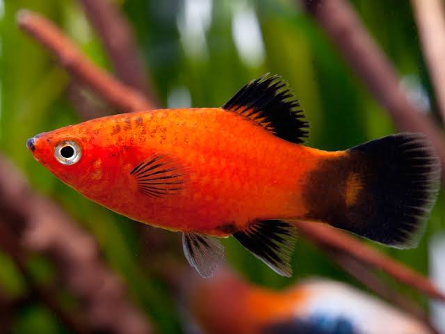 Platy Fish