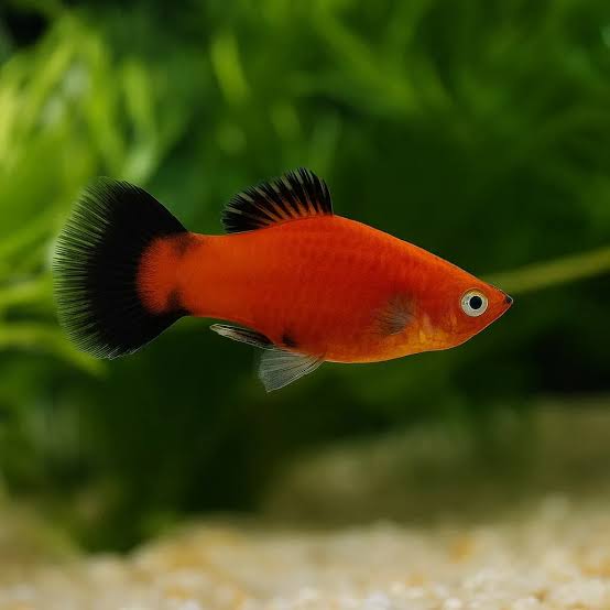 Platy Fish