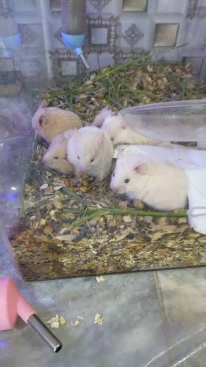 Cute white hamsters for sale