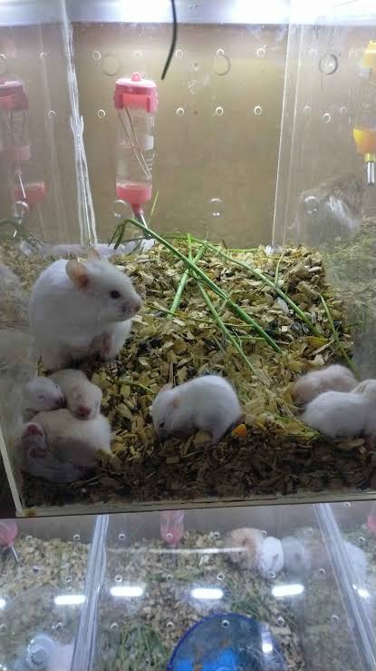 Cute white hamsters for sale