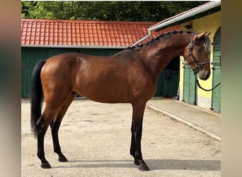 Germen WarmBlood Horse for sale