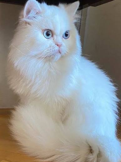 White Persian male for sale