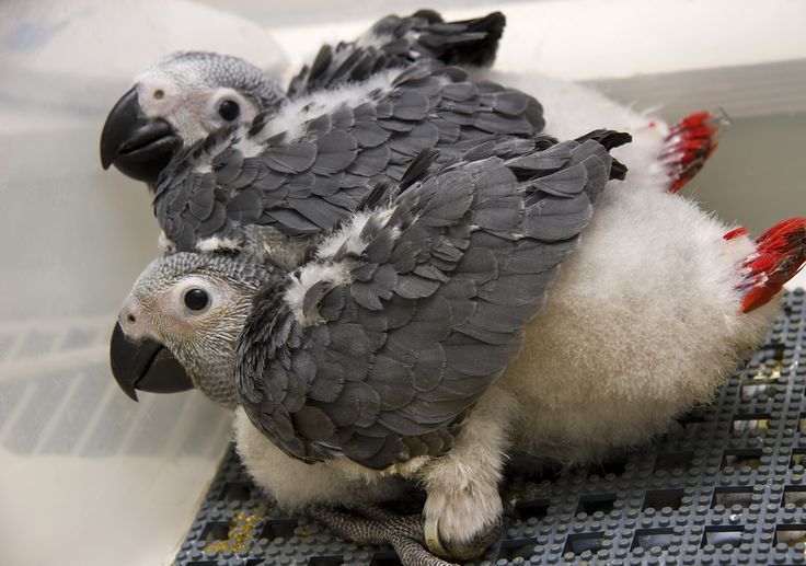 Grey Parrot Chicks Required