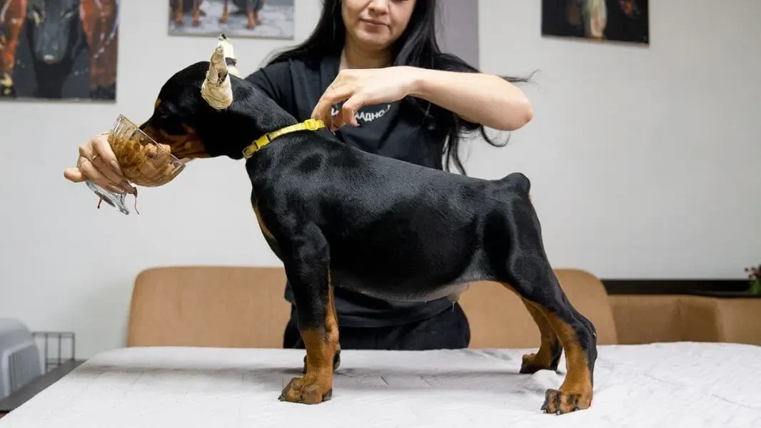 Imported Doberman Puppy for Sale