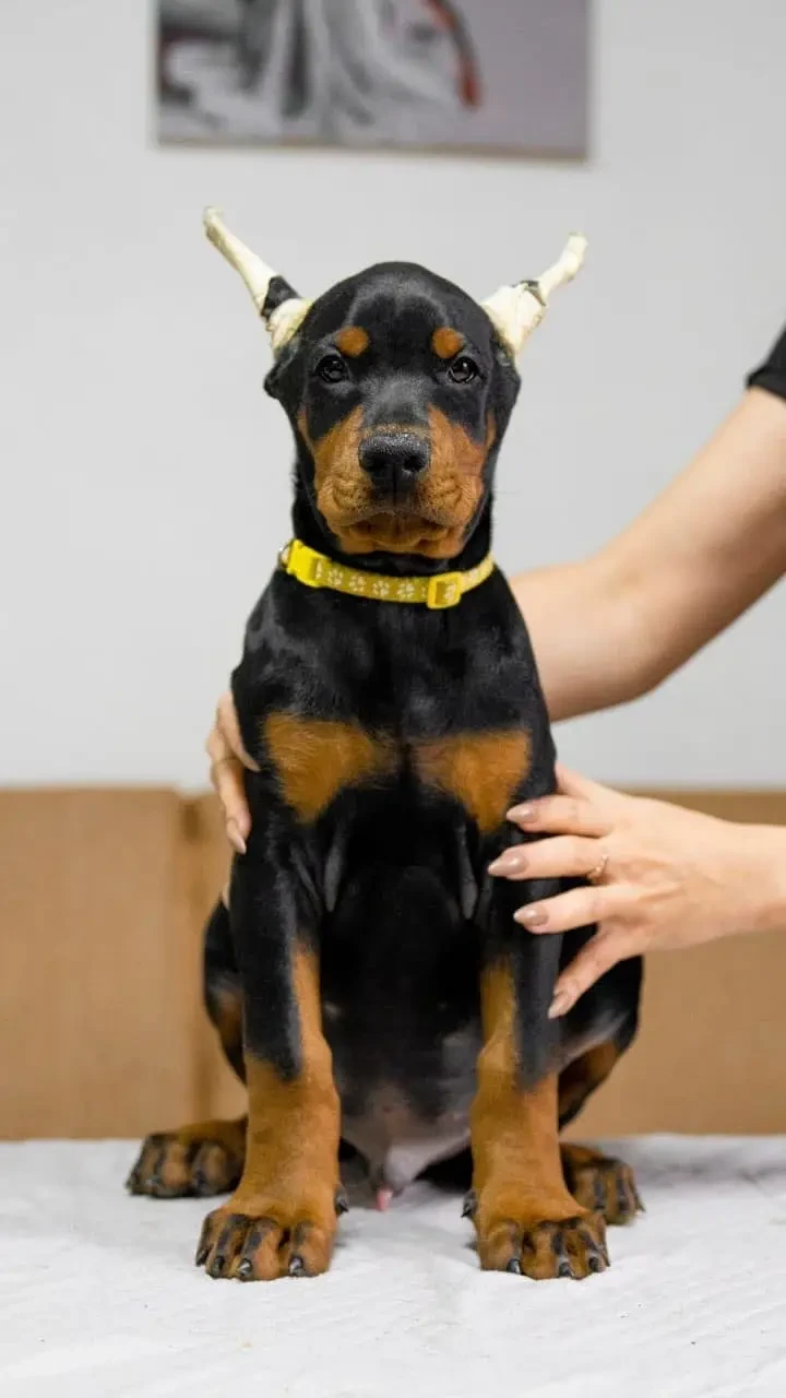 Imported Doberman Puppy for Sale