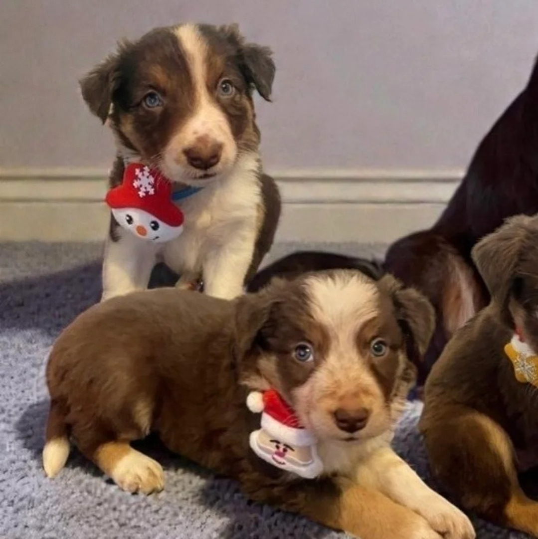 Tri Border Collie Pups available for sale