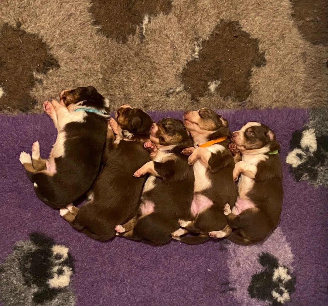 Tri Border Collie Pups available for sale