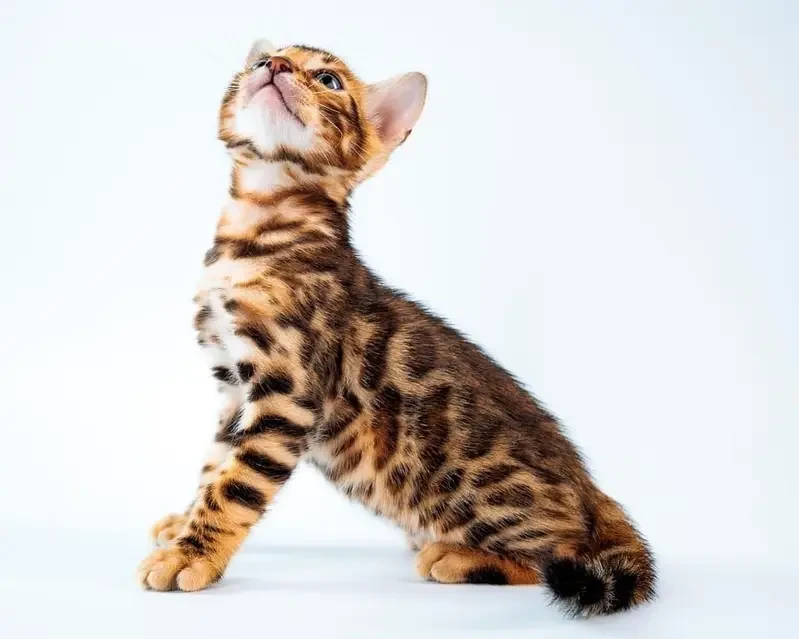 Imported Bengal kitten for sale