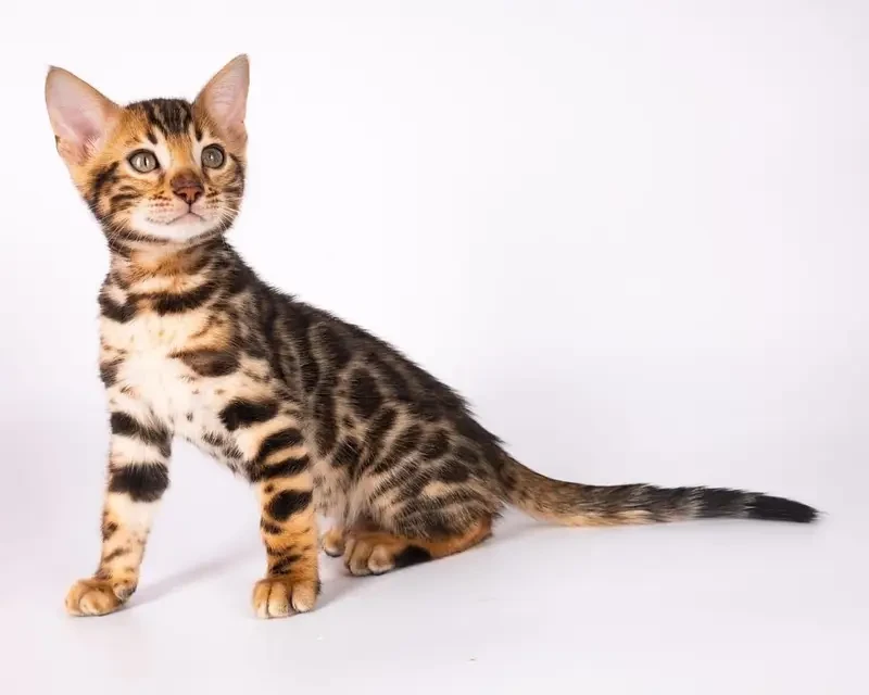 Imported Bengal kitten for sale