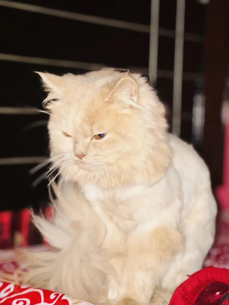 Persian cat male