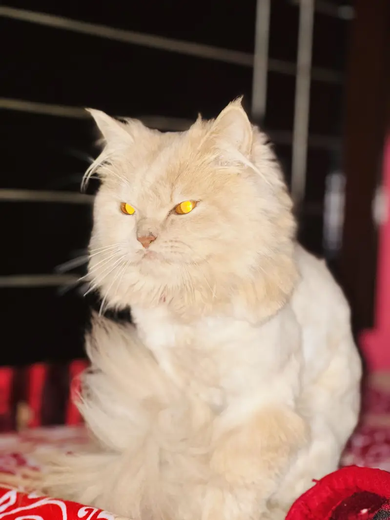 Persian cat male
