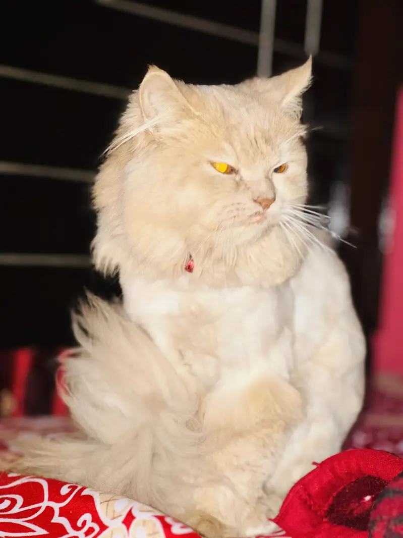 Persian cat male