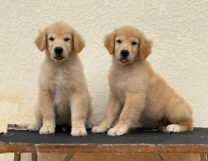 AMERICAN GOLDEN RETRIVER PUPPIES AVAILABLE FOR SALE