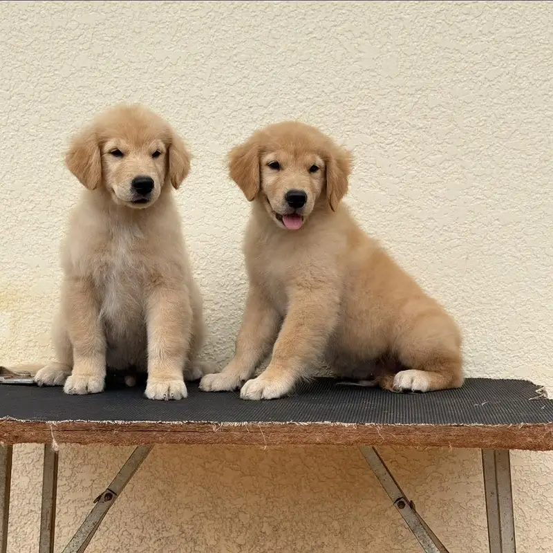 AMERICAN GOLDEN RETRIVER PUPPIES AVAILABLE FOR SALE