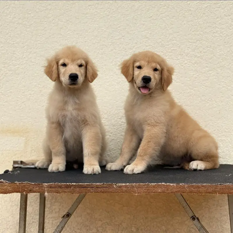 AMERICAN GOLDEN RETRIVER PUPPIES AVAILABLE FOR SALE